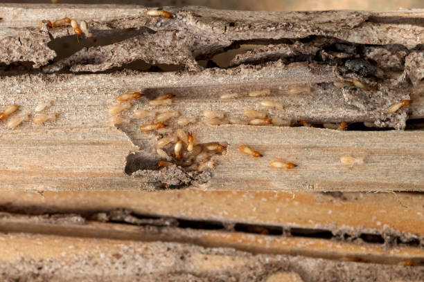 Best Local Pest Control Services  in Stonegate, CO